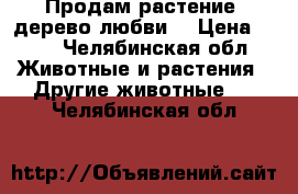 Продам растение “дерево любви“ › Цена ­ 50 - Челябинская обл. Животные и растения » Другие животные   . Челябинская обл.